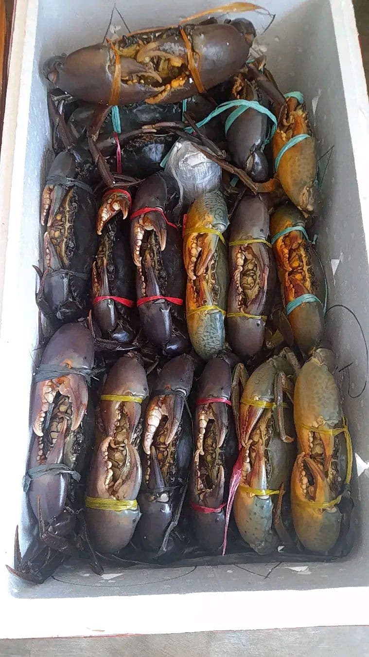 Kepiting bakau hidup dengan capit terikat karet, ditata rapi dalam boks styrofoam