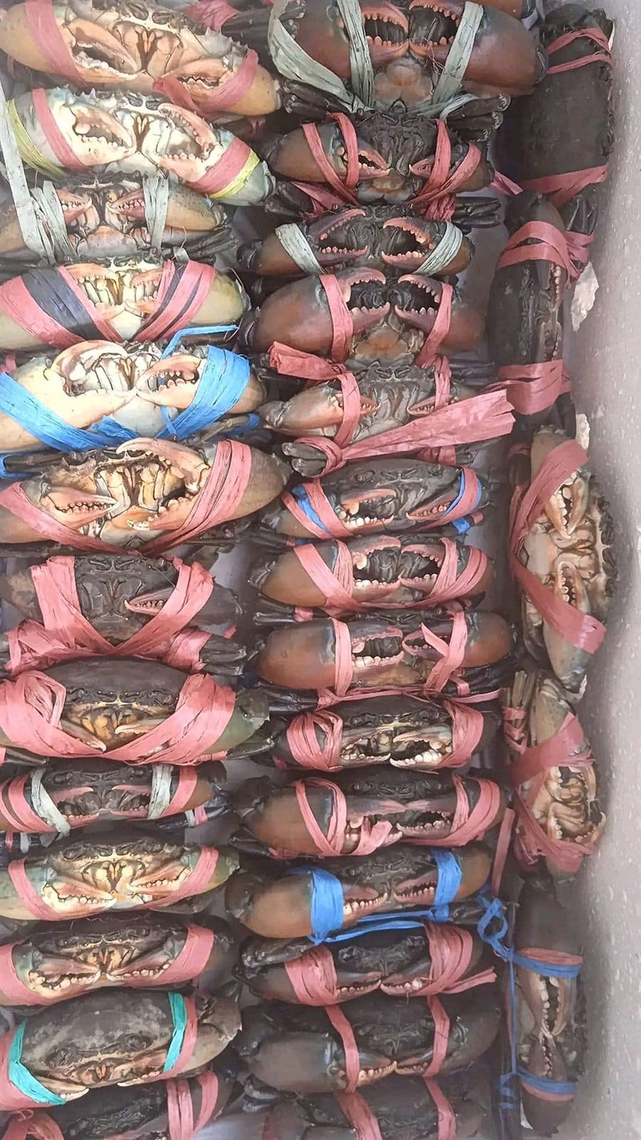 Kepiting soka bercangkang lunak hasil budidaya, siap diolah utuh